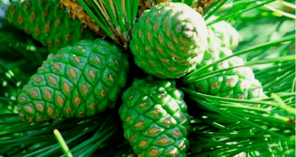 Cono di pino verde