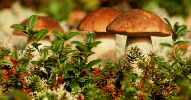 Funghi