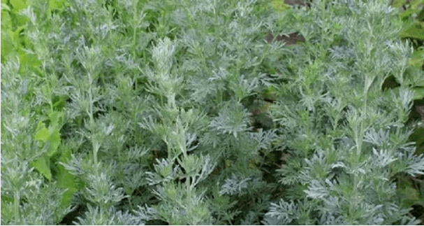 Wormwood di parassiti